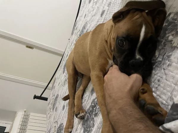 Cucciolo di boxer | Foto 0