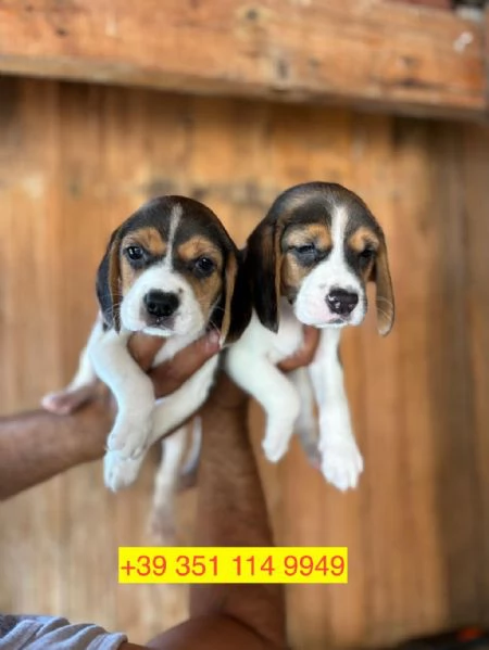 Regalo cuccioli di  Beagle maschio e femmina | Foto 2