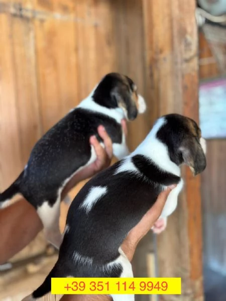 Regalo cuccioli di  Beagle maschio e femmina | Foto 1