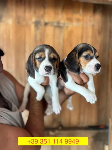 Regalo cuccioli di  Beagle maschio e femmina