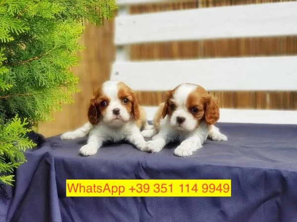 Regalo cuccioli di  Cavalier King maschio e femmina | Foto 2