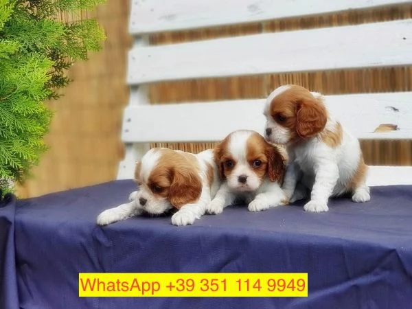 Regalo cuccioli di  Cavalier King maschio e femmina | Foto 1