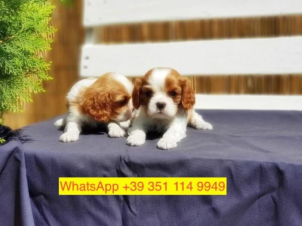 Regalo cuccioli di  Cavalier King maschio e femmina