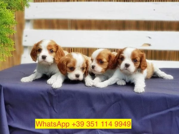 Regalo cuccioli di  Cavalier King maschio e femmina | Foto 0
