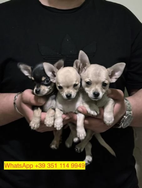 Regalo cuccioli di  Chihuahua maschio e femmina | Foto 0