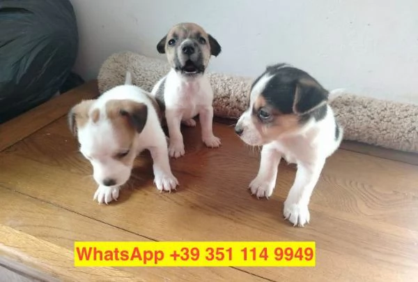 Regalo cuccioli di  Jack Russel maschio e femmina | Foto 1