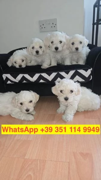 Regalo cuccioli di  Maltese maschio e femmina