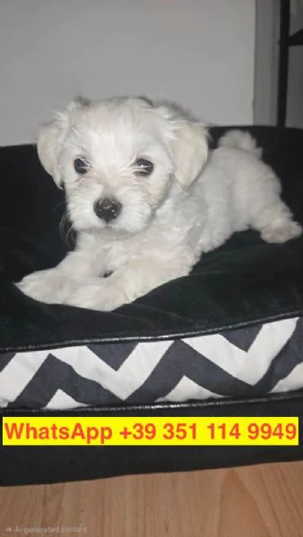 Regalo cuccioli di  Maltese maschio e femmina | Foto 2