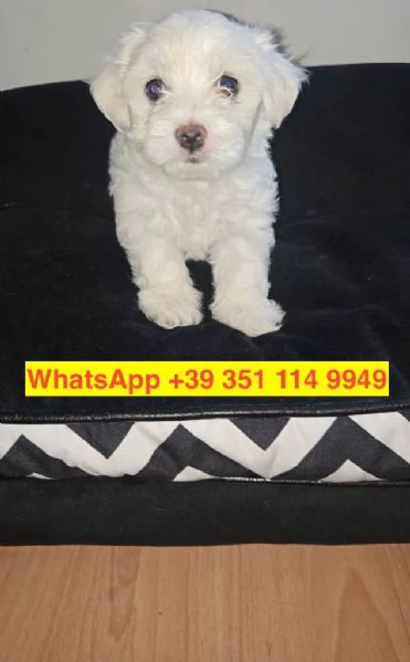 Regalo cuccioli di  Maltese maschio e femmina | Foto 1