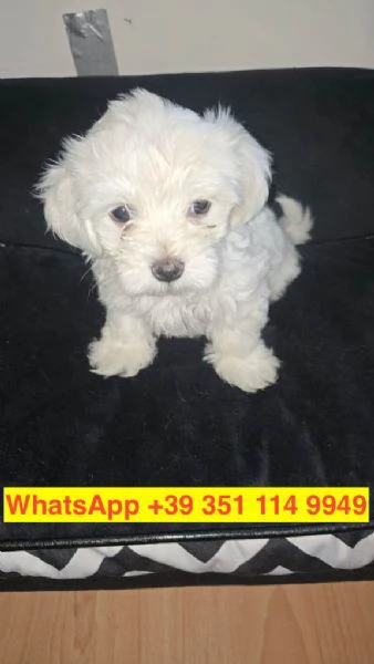 Regalo cuccioli di  Maltese maschio e femmina | Foto 0