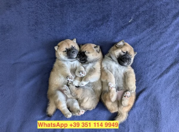 Regalo cuccioli di  Shiba Inu maschio e femmina | Foto 1
