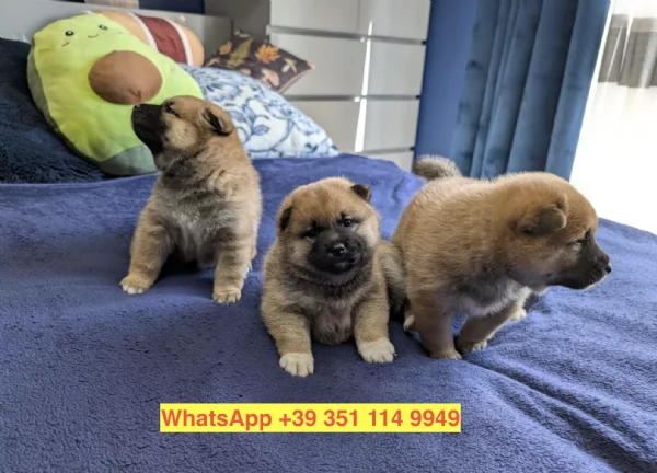 Regalo cuccioli di  Shiba Inu maschio e femmina