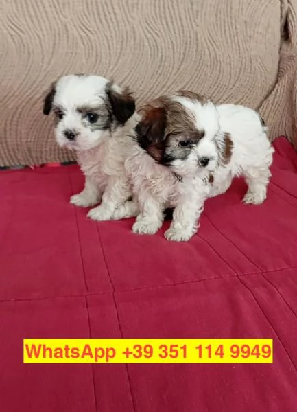 Regalo cuccioli di  Shitzu maschio e femmina | Foto 2