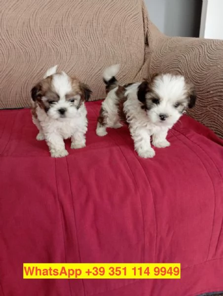 Regalo cuccioli di  Shitzu maschio e femmina | Foto 1