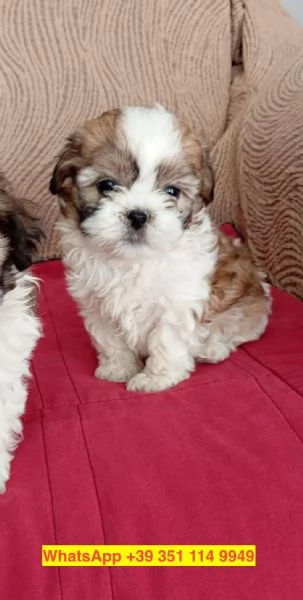 Regalo cuccioli di  Shitzu maschio e femmina | Foto 0