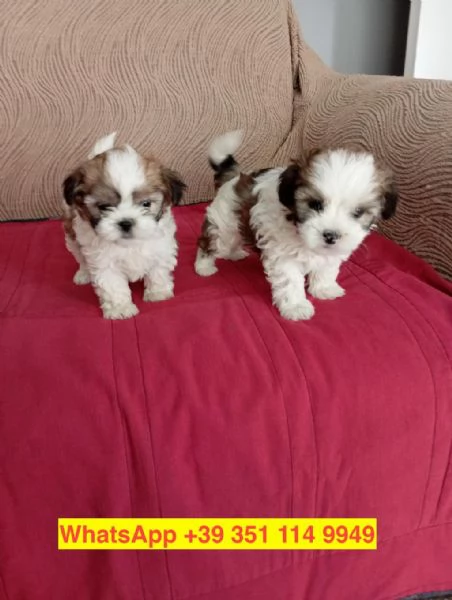 Regalo cuccioli di  Shitzu maschio e femmina