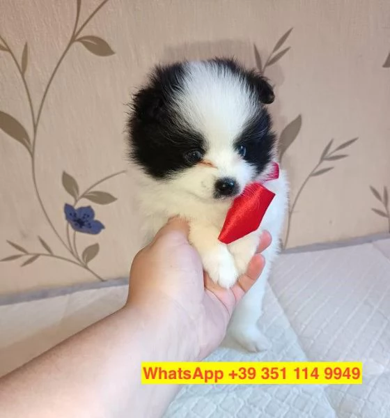 Regalo cuccioli di  Volpino Pomerania maschio e femmina | Foto 2