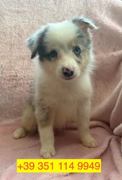 Regalo cuccioli di  Border Collie maschio e femmina | Foto 0