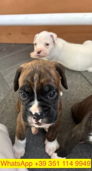 Regalo cuccioli di  Boxer maschio e femmina | Foto 2
