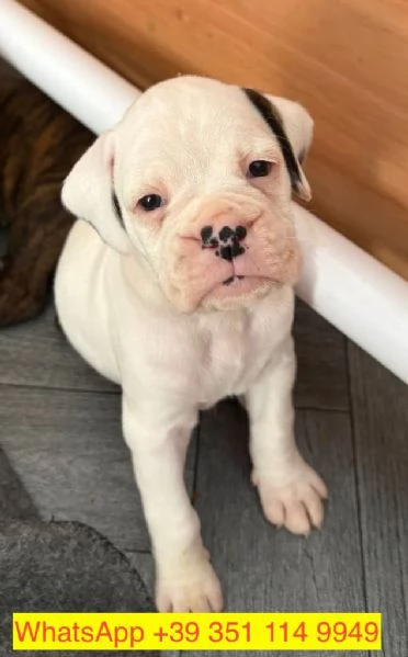 Regalo cuccioli di  Boxer maschio e femmina | Foto 1