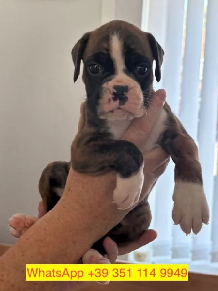 Regalo cuccioli di  Boxer maschio e femmina | Foto 0