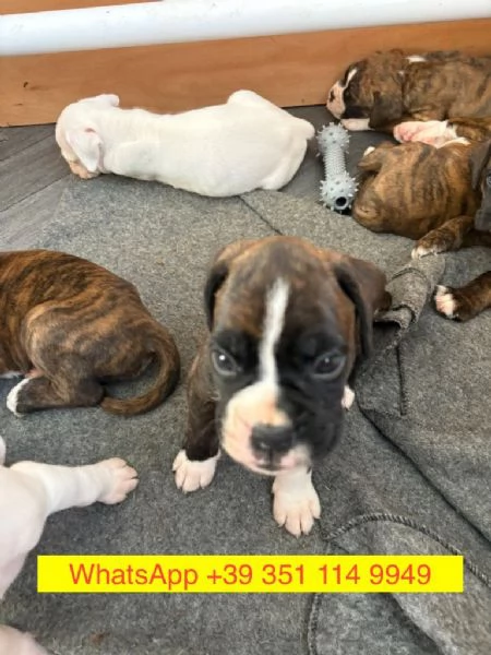 Regalo cuccioli di  Boxer maschio e femmina