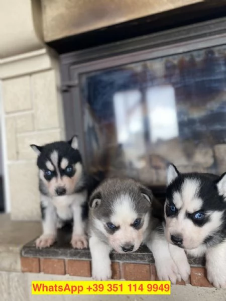 Regalo cuccioli di  Husky maschio e femmina