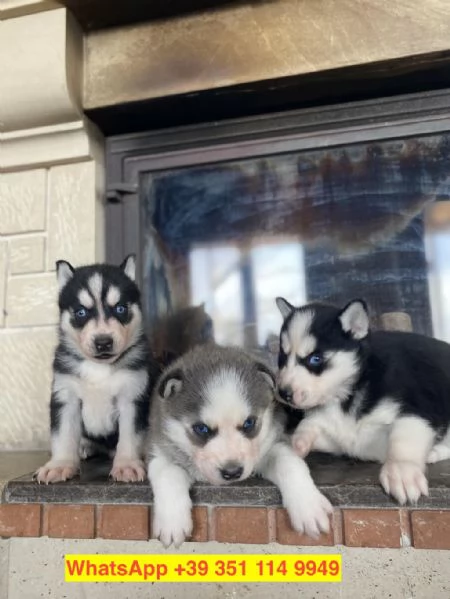 Regalo cuccioli di  Husky maschio e femmina | Foto 1