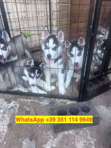 Regalo cuccioli di  Husky maschio e femmina | Foto 0