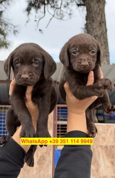 Regalo cuccioli di  Labrador maschio e femmina | Foto 2