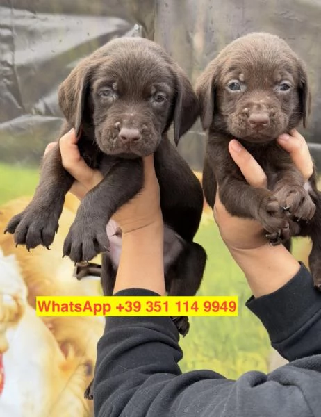 Regalo cuccioli di  Labrador maschio e femmina | Foto 1