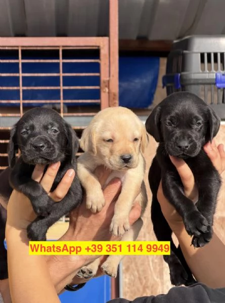 Regalo cuccioli di  Labrador maschio e femmina