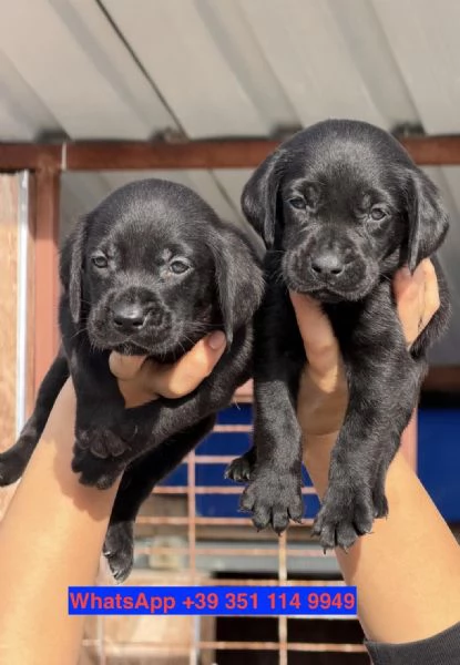 Regalo cuccioli di  Labrador maschio e femmina | Foto 0