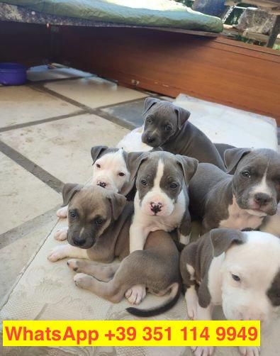 Regalo cuccioli di  Pitbull maschio e femmina | Foto 2