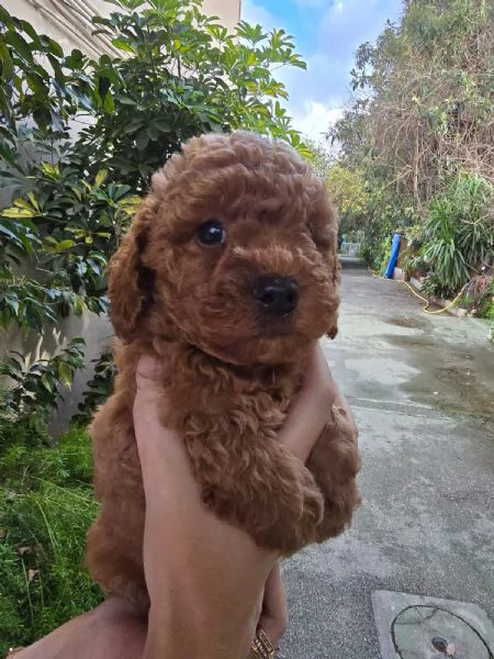 Cucciolata barboncini red 