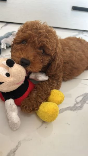Cucciolata barboncini red  | Foto 1