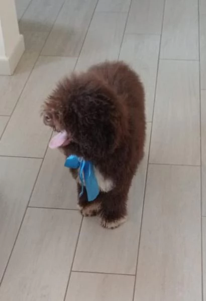 Cucciolo di Lagotto Romagnolo 