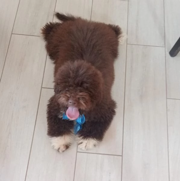 Cucciolo di Lagotto Romagnolo  | Foto 1