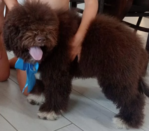 Cucciolo di Lagotto Romagnolo  | Foto 0
