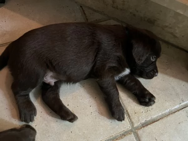 CUCCIOLI INCROCIO LABRADOR – LAGOTTO 
