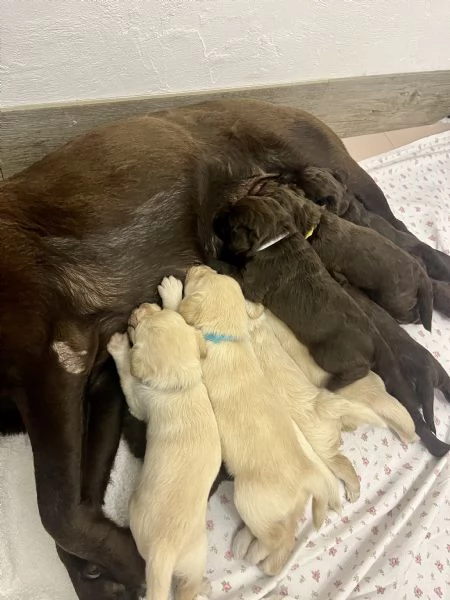 CUCCIOLI INCROCIO LABRADOR – LAGOTTO  | Foto 6