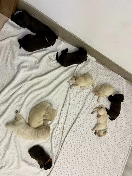 CUCCIOLI INCROCIO LABRADOR – LAGOTTO  | Foto 5