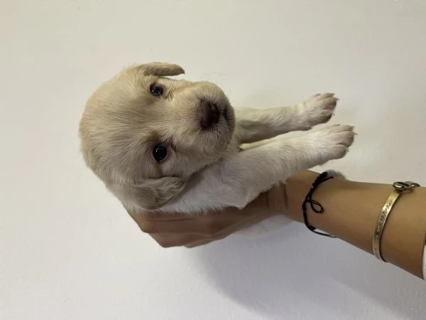 CUCCIOLI INCROCIO LABRADOR – LAGOTTO  | Foto 4