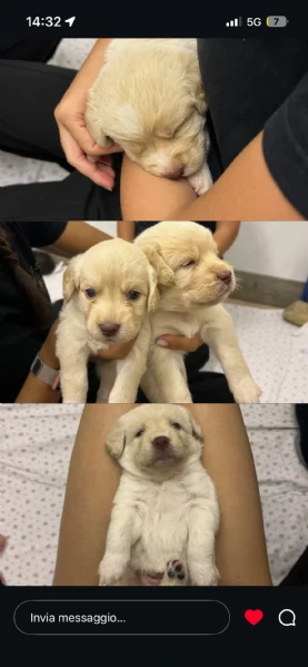 CUCCIOLI INCROCIO LABRADOR – LAGOTTO  | Foto 3