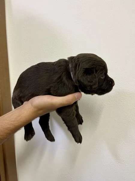 CUCCIOLI INCROCIO LABRADOR – LAGOTTO  | Foto 2