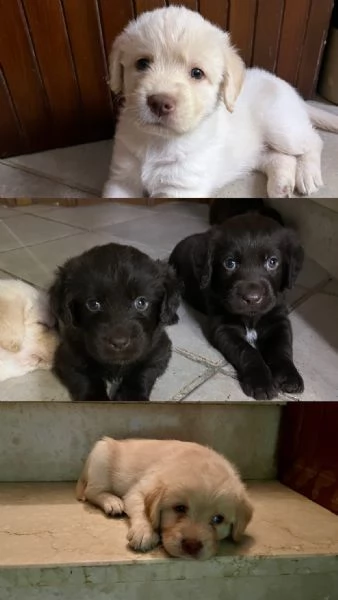 CUCCIOLI INCROCIO LABRADOR – LAGOTTO  | Foto 1