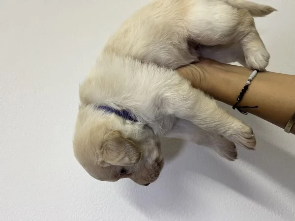 CUCCIOLI INCROCIO LABRADOR – LAGOTTO  | Foto 0