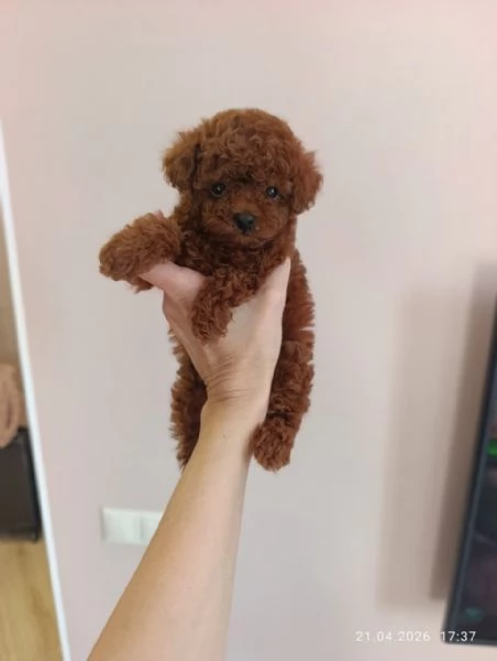 Cuccioli di Barboncino Toy | Foto 1