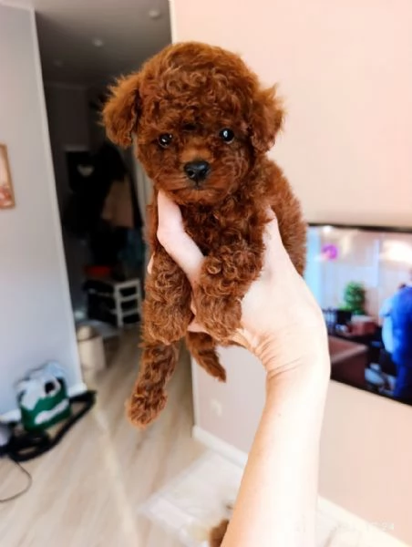 Cuccioli di Barboncino Toy | Foto 0