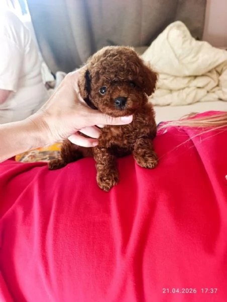 Cuccioli di Barboncino Toy
